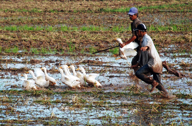 Hai bố con nhà ông Nguyễn Văn Lai … chạy thi với vịt trên đồng.