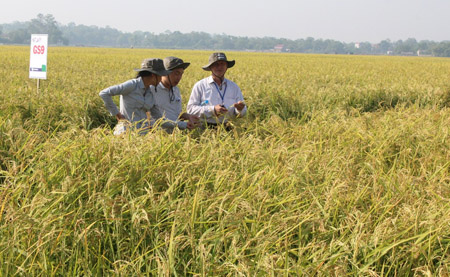 Đại biểu tham quan mô hình sản xuất lúa lai F1 tại xã Phúc Sơn (Tân Yên, Bắc Giang).