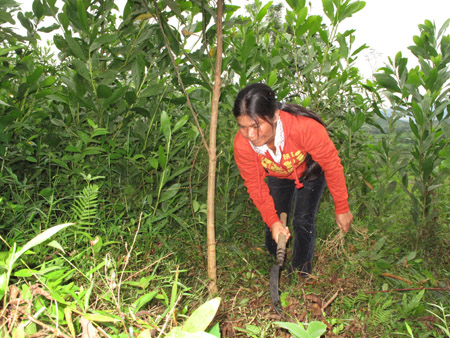 Chị Lê Thị Học, thôn 3, xã Trà Giang (Bắc Trà My) chăm sóc rừng cây keo được trồng nhờ vay vốn ưu đãi.
