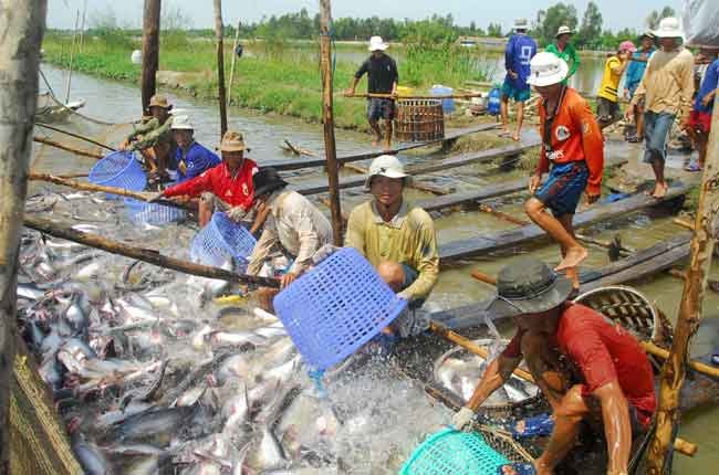 Cá tra tiếp tục là mặt hàng xuất khẩu chủ lực của ngành thủy sản Việt Nam.