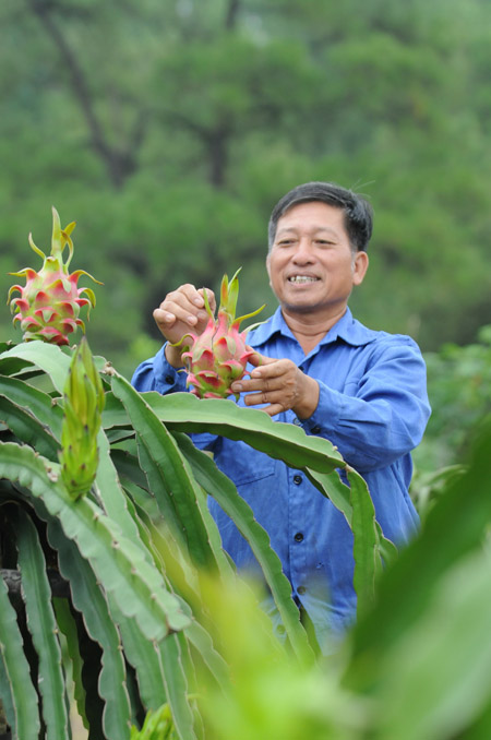 Thanh long Việt Nam đã được xuất khẩu sang Hàn Quốc.