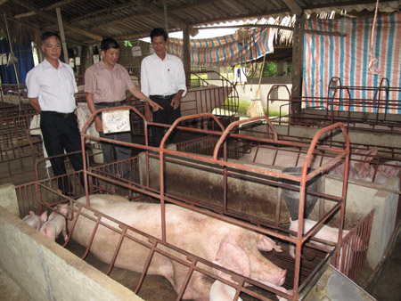 Mô hình nuôi lợn nái siêu nạc của gia đình anh Đinh Quốc Văn, xã Ngọc Viên.