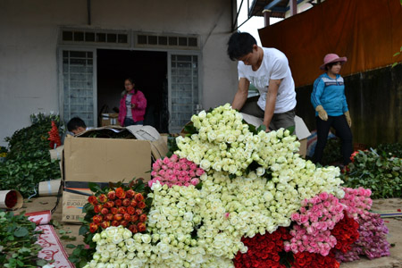 Đóng gói xuất bán hoa hồng Đà Lạt.