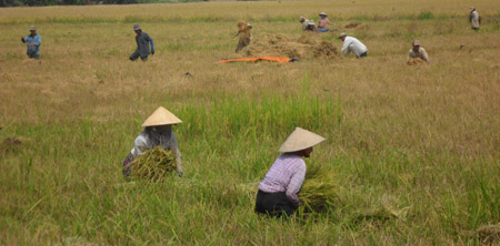 Người Chơ Ro đang hối hả thu hoạch lúa nước.