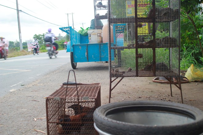 Hàng chục con chuột được nhốt trong chuồng, còn chim bìm bịp hay chim cu chỉ bày 1-2 con để chào hàng, khi có khách yêu cầu nhiều sẽ có cò mang tới.