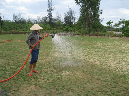 Bà Trần Thị Dư bên thảm cỏ sắp cho thu hoạch. 