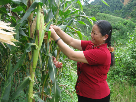 Việc đưa cây ngô GM vào sản xuất sẽ góp phần tăng sản lượng ngô, giảm phụ thuộc vào nhập khẩu.