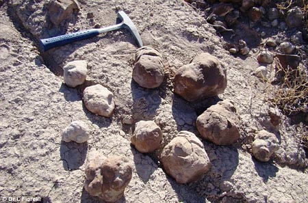 Những cục phân khủng long hóa thạch được phát hiện ở Argentina.