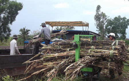 Dù biết bị ép giá nhưng các hộ vẫn phải bán mía cho thương lái.