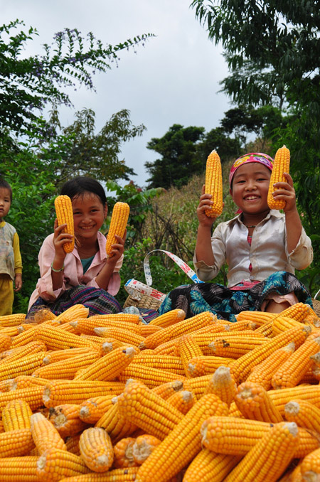 Giống ngô lai có nguồn gốc từ nước ngoài đang được trồng nhiều ở Việt Nam.