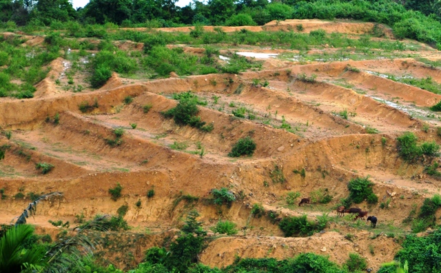 Những thửa ruộng được cải tạo cấp cho người dân bị bỏ hoang vì không đủ điều kiện canh tác. (Nguồn ảnh: Báo  Quảng Ngãi)