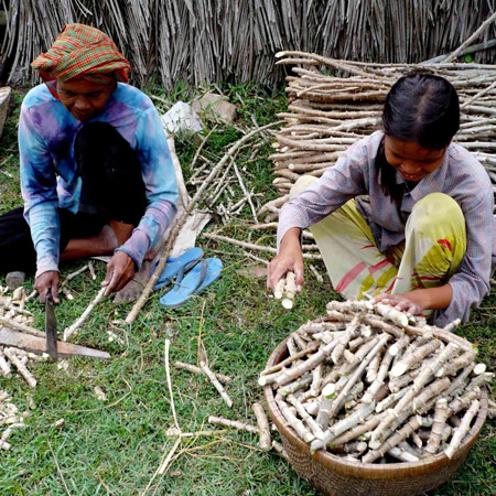 Nông dân Khmer huyện Tịnh Biên áp dụng kiến thức đã học vào trồng sắn.