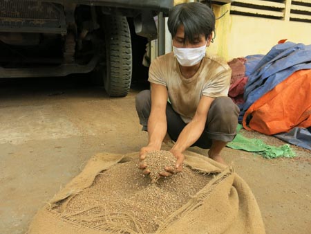 Công nhân vất vả để phân loại giữa các bao cà phê thật và các bao chứa tạp chất. Trong ảnh: Công nhân khui một bao tải chứa sỏi đá nhỏ như hạt cà phê.