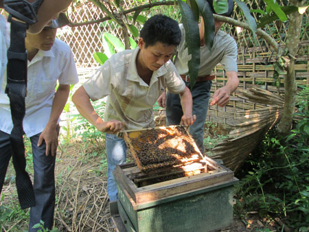 Nuôi ong mật giúp người dân ở Mường Lai  xóa đói giảm nghèo.