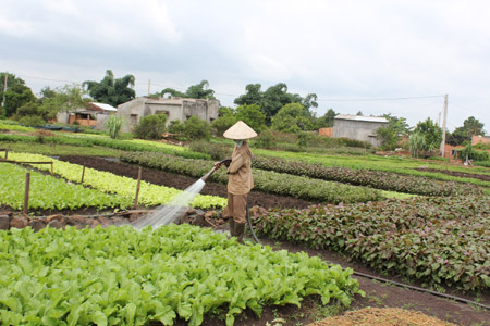 Rau được bón đầy đủ phân lân Văn Điển sẽ khỏe, màu sắc lá sáng bóng, bản lá dày. 