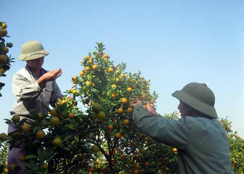 Hộ gia đình ông Dương Văn Ứng, làng  Quảng An, phường Tứ Liên đang cắt tỉa cho quất