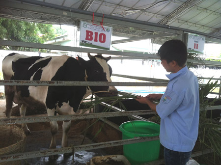 Nông dân tham quan bò sữa tốt tại Hội thi Bò sữa TP.HCM lần 4.2013.
