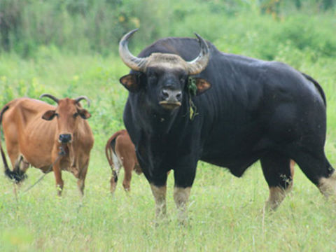 Bò tót đực chung sống với đàn bò nhà của nông dân (Nguồn ảnh: ĐVO)