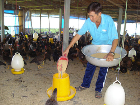 Nhiều hộ ND TP.Hồ Chí Minh vay vốn đầu tư phát triển trang trại, gia trại nuôi gà. 