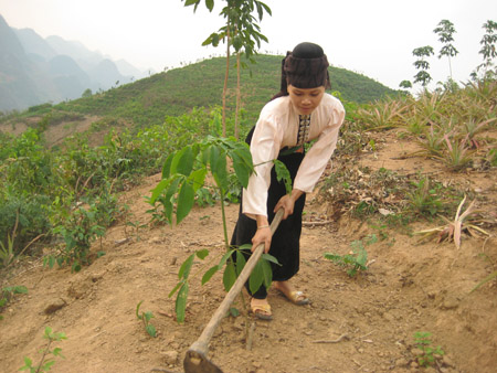 Trồng cao su ở miền núi phía Bắc tiềm ẩn nhiều rủi ro (ảnh minh họa).