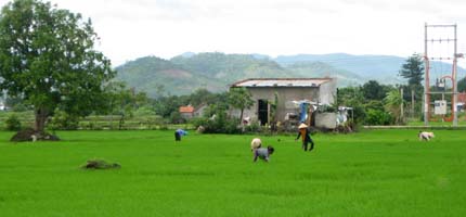 Cánh đồng làng Plơi Ơi. 