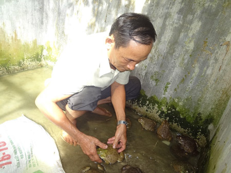 Ông Trực kiểm tra sức khỏe cho ếch.