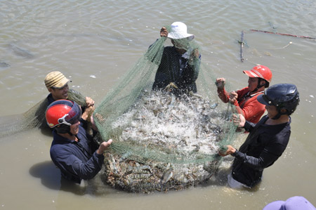 Mặt hàng tôm đang được phía Trung Quốc đẩy mạnh thu mua. 