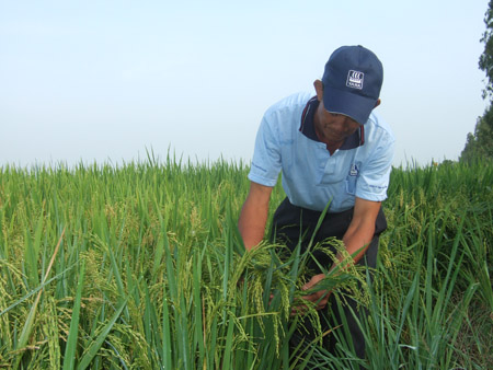 Phân đạm là yếu tố quyết định năng suất và độ an toàn của cây lúa.