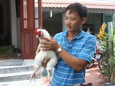 Anh Lê Hữu Thọ cùng chú gà 9 cựa.