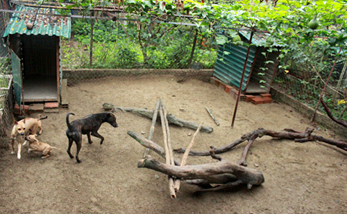 Chuồng nuôi chó Phú Quốc có nền cát, thả cành cây, thân gỗ vào để chó vận động. 
