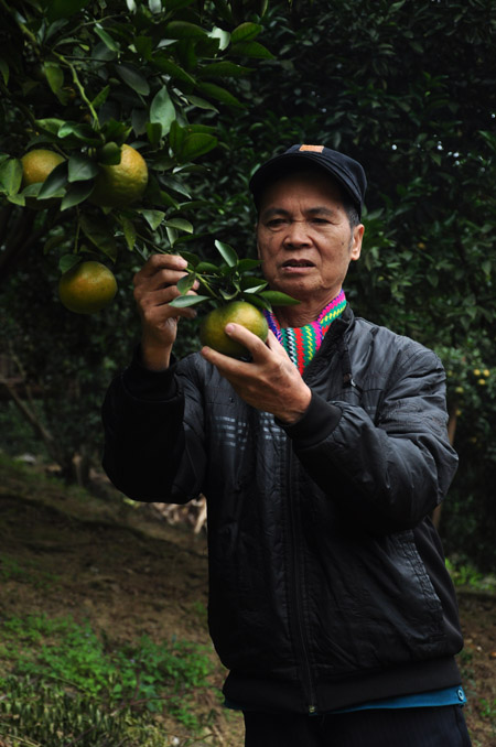 Vườn cam hữu cơ của ông Nông Thanh Tay (thôn Mường).