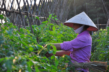 Trồng rau ăn toàn ở xã Duyên Hà (Thanh Trì, Hà Nội)  đang mang lại thu nhập cao cho người dân.