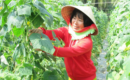 Vườn dưa leo 2 tháng tuổi của vợ chồng anh Nguyễn Văn Sáu Nhỏ.