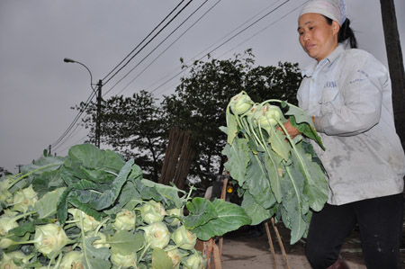 Người dân thu hoạch su hào ở Bắc Ninh