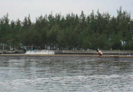 Mô hình nuôi tôm trên cát ở xã Phong Hải đưa lại hiệu quả kinh tế cao,  góp phần quan trọng vào việc xây dựng NTM ở xã này.