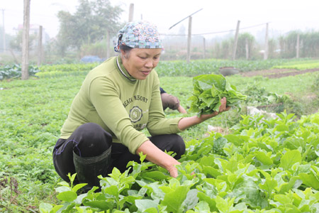 Trồng rau hữu cơ giúp gia đình bà Nguyễn Thị Thịnh bảo đảm sức khỏe, tăng thu nhập.