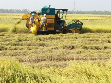 Nông dân huyện An Phú (An Giang) thu hoạch lúa. (Nguồn ảnh: TTXVN)