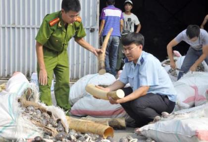  Lô ngà voi giấu trong lô hàng vỏ ốc biển bị bắt giữ. (Nguồn ảnh: Dân trí)