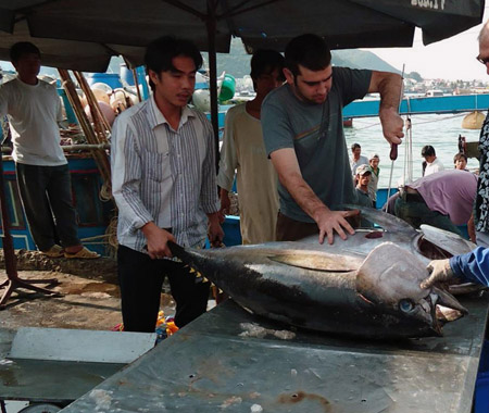 Xuất khẩu cá ngừ khó khăn hơn trong năm 2014  nếu các vướng mắc của ngành này chưa được giải quyết.