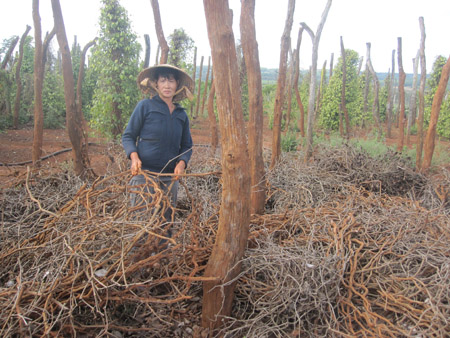 Bà Trần Thị Lan (Ia Hrú, Chư Pưh) bên đống dây tiêu chết trong vườn.