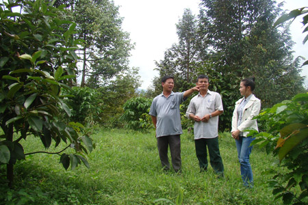 Ông Phan Hồng Phúc (trái) - Chủ nhiệm CLB   giới thiệu vườn cây ăn trái hiệu quả của hội viên.