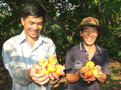 Nụ cười của nông dân trồng điều Việt Nam (Nguồn ảnh: NNVN)