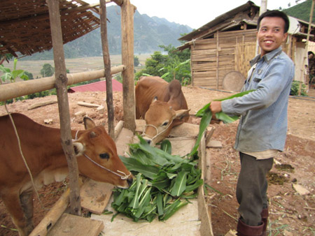 Từ vốn vay Ngân hàng CSXH, nông dân Quỳnh Nhai đầu tư chăn nuôi gia súc.