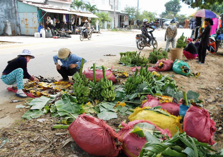 Giá chuối đang ở mức cao, người nông dân vui mừng (ảnh chụp chiều 14.12 tại thị trấn Vân Canh - Nguồn ảnh: vietlinh)). 