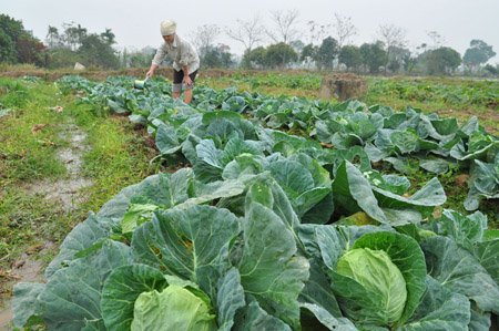 Nông nghiệp phát triển, đời sống của người nông dân ở các huyện ngoại thành Hà Nội ngày càng được nâng cao.