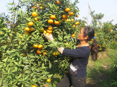 Trồng cam Canh, bưởi Diễn tại xã Trần Phú, huyện Chương Mỹ.