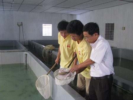 Kiểm tra chất lượng tôm giống tại Công ty TNHH Trường Thịnh, huyện Tuy Phong (Bình Thuận). Thanh Xuân