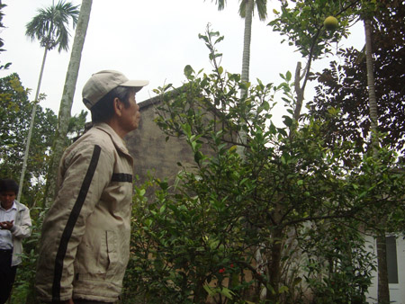 Một trong số ít cây cam đồng tiền còn lại ở làng Đồng Dụ.