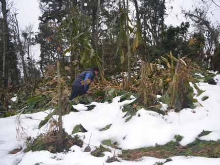 Sáng 23.12, tại xã Ý Tý (Bát Xát - Lào Cai) tuyết vẫn chưa tan hết.