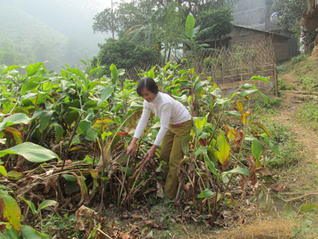 Vườn cây dong riềng của gia đình chị Nông Thị Dương (thôn Quan Lạn 2, xã Thanh Vận).